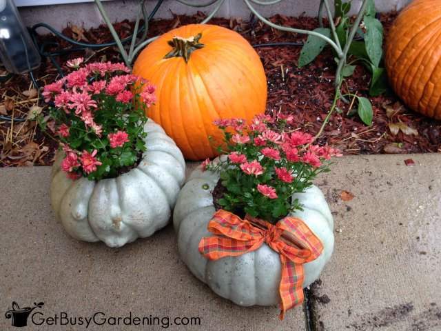 Mums In Pumpkins