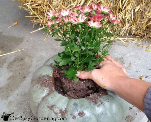 Plant The Mum In The Pumpkin