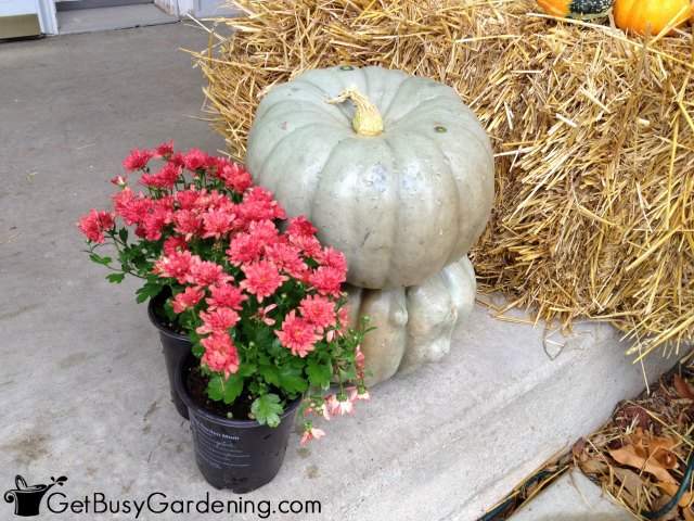 Planting Mums In Pumpkins