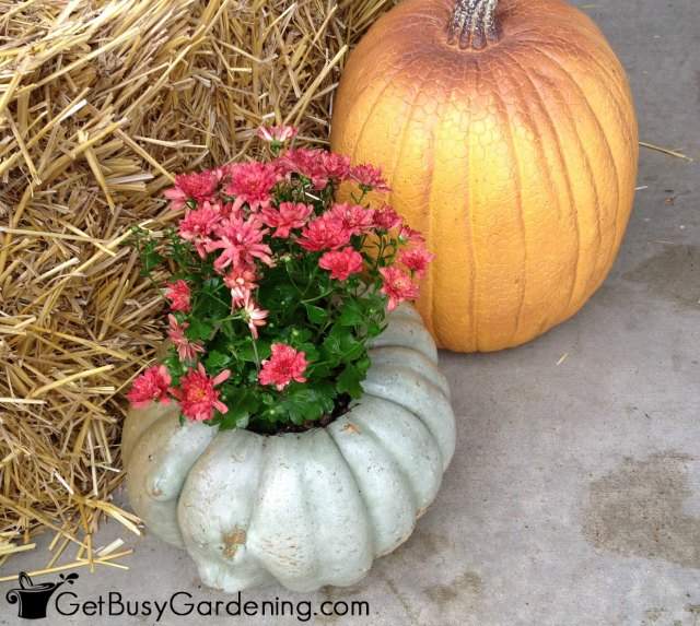 Pumpkin Mum Planter