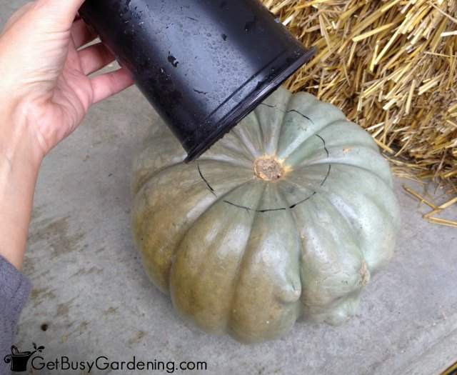 Trace Opening To Plant The Mum In The Pumpkin