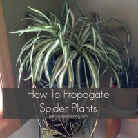 How to propagate spider plants