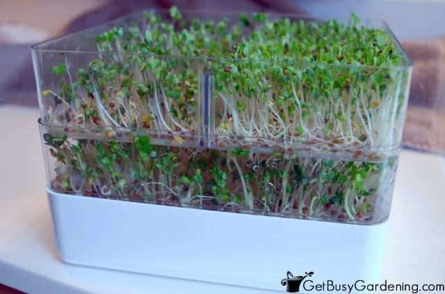 Homegrown Sprouts Ready To Eat