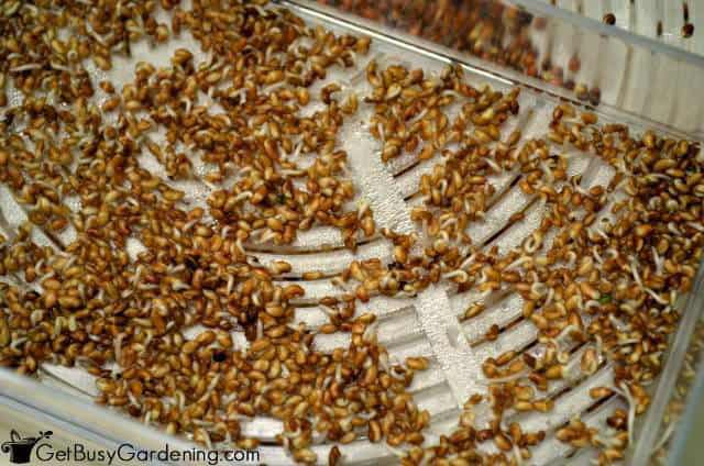 Most Of The Seeds Started To Sprout By The Second Day