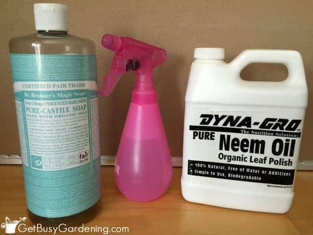 Neem Oil And Soap Kill Houseplant Pests