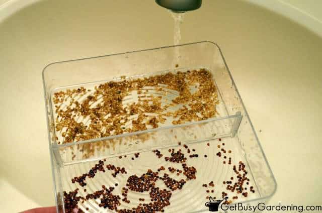 Rinse Seeds In Seed Sprouter