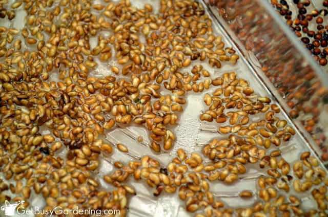 Seeds Start To Sprout In One Day