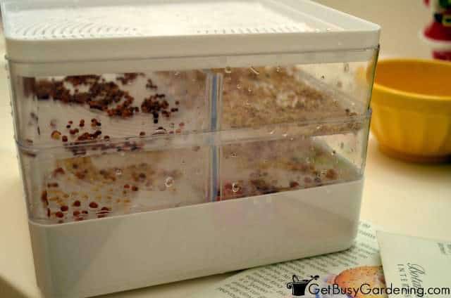 Sprouting Seeds In A Warm Room Speeds The Process