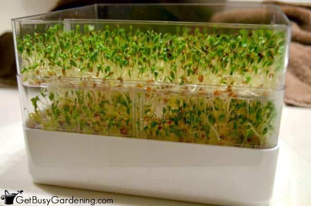 Sprouts Are Almost Ready To Eat