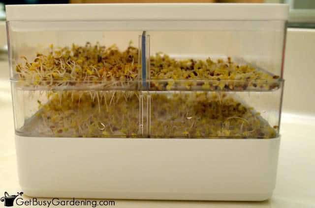Sprouts Roots Are Growing Long
