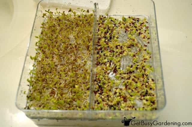 Sprouts Starting To Green Up