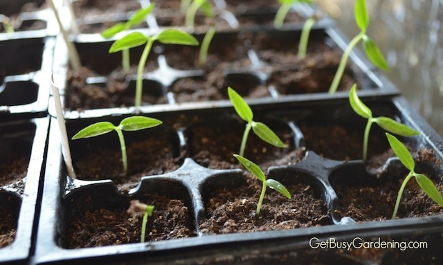 Seedlings Seedlings