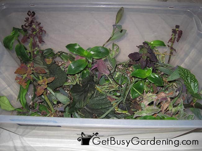 Rooted Cuttings In Propagation Box