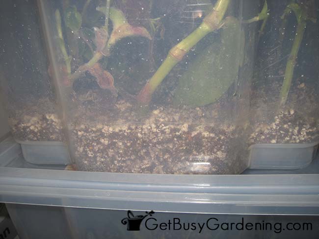 Rooting Medium In Propagation Box