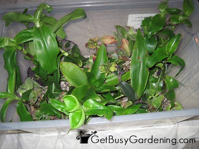 Rooting Plant Cuttings In Propagation Box