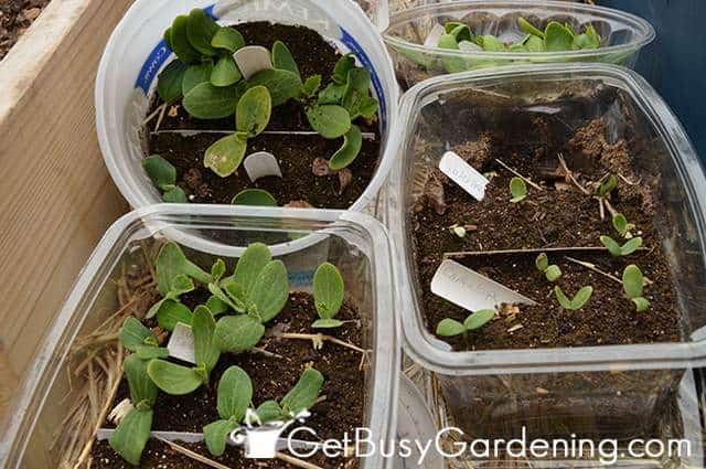 Start Seeds In Recycled Containers