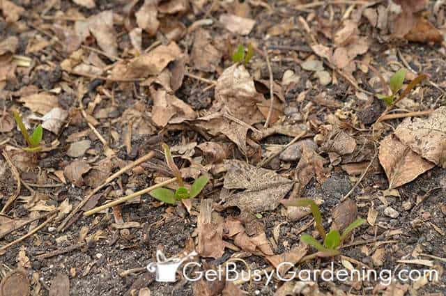 Start Seeds In The Garden