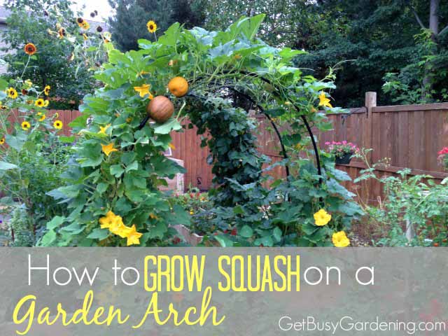 How do you plant squash?