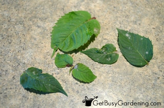 Discard Diseased Bee Balm Leaves