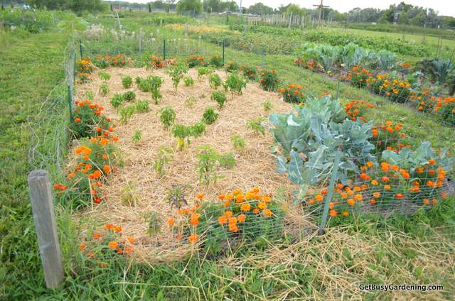 Peppers Community Garden