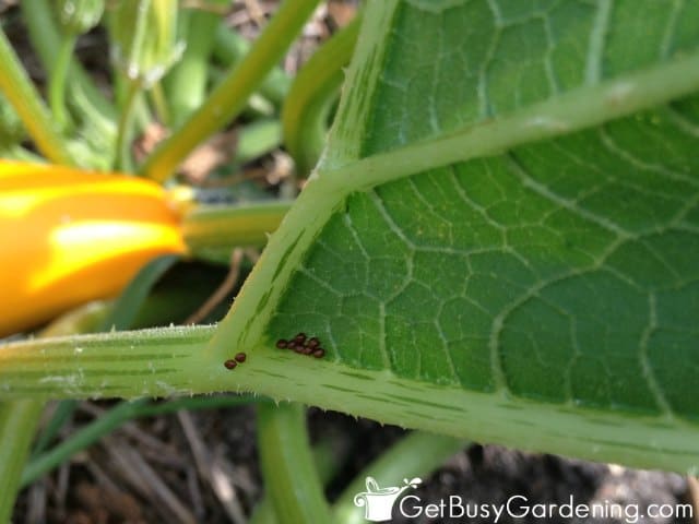 Squash Bug Eggs On Squash Plant