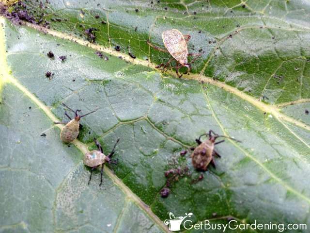 Squash Bugs On Squash Leaf
