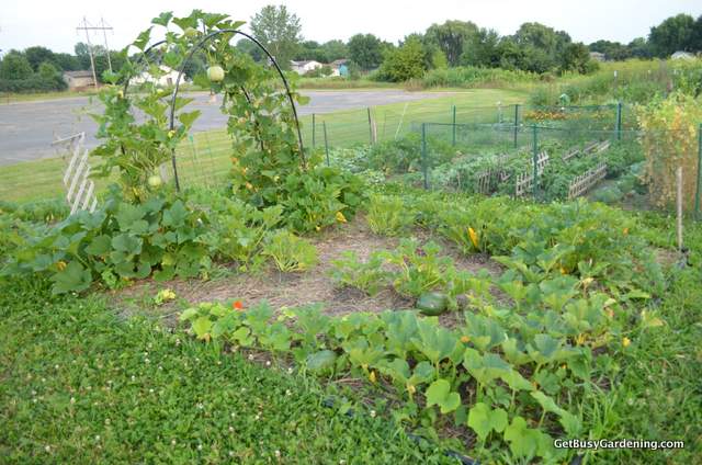 Squash Community Garden