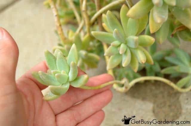 Propagate Succulents From Stem Or Leaf Cuttings