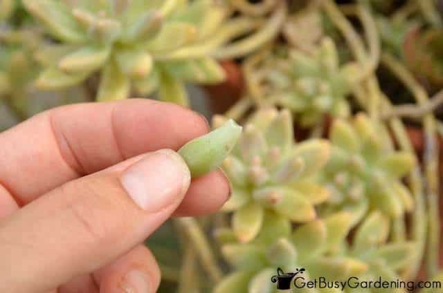 Succulent Leaf Ready To Propagate