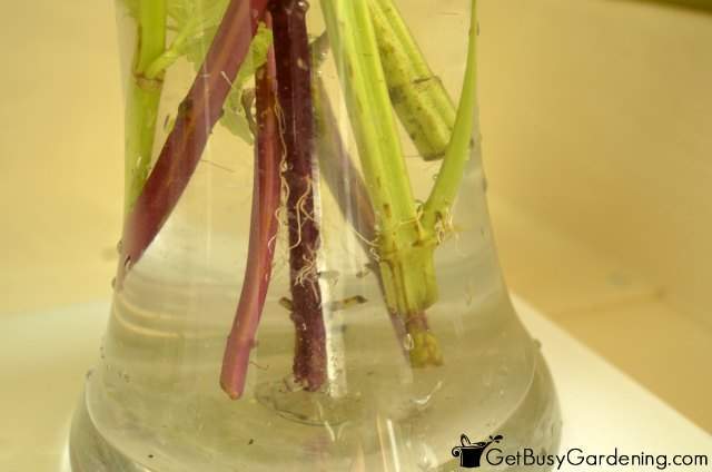 Coleus Cuttings Root Easily In Water