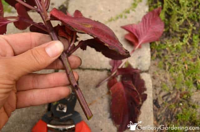 Remove Lower Leaves Of Coleus Cuttings