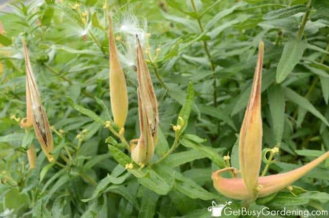 Cut Off Flower Seed Pods
