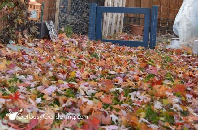 Leaves by my garden gate