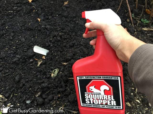Squirrel Stopper Spray On Garden Bulbs