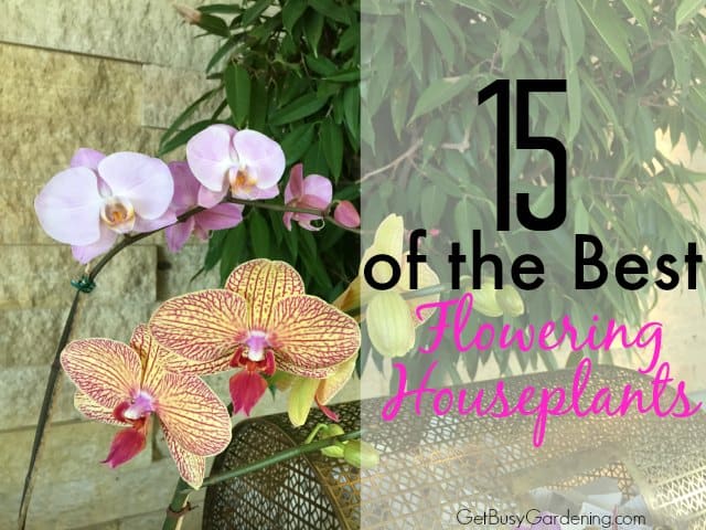 15 Of The Best Flowering Houseplants