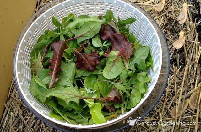 Lettuce grown from seed