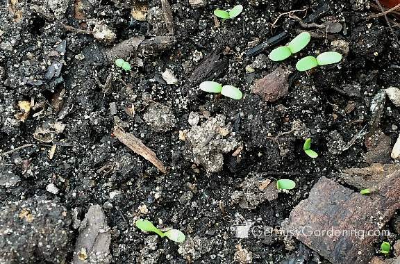 Lettuce seedlings germinating