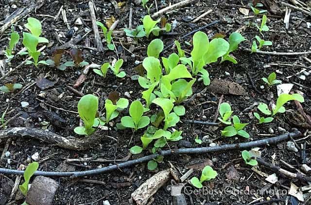 Lettuce seedlings need thinning