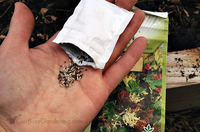Lettuce seeds ready to sow