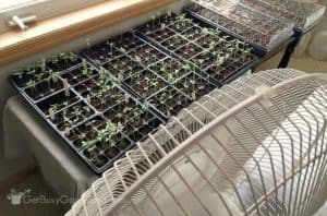 How To Care For Seedlings After Germination Get Busy Gardening