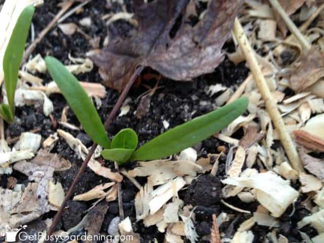 Planting Seedlings In The Garden