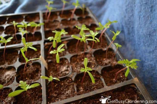 Seedlings Too Small For Transplanting