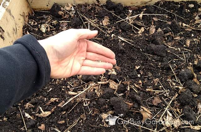 Sowing lettuce seeds into the garden