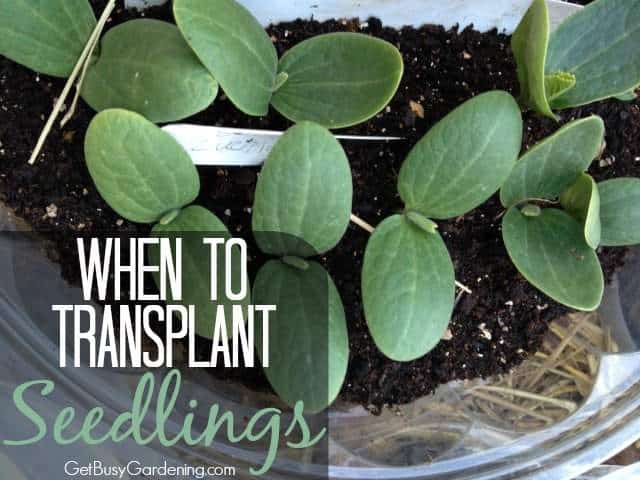 http://getbusygardening.com/when-to-transplant-seedlings-into-the-garden/