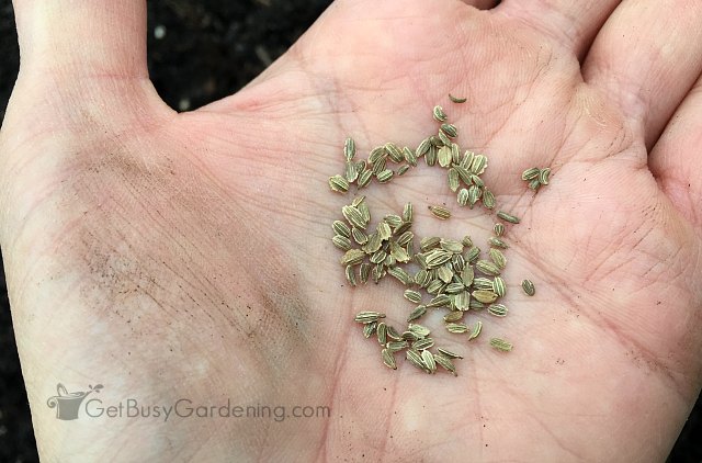 Carrot seeds ready to sow