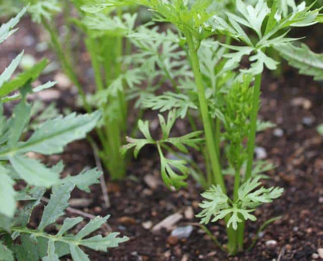 Carrot Seedlings