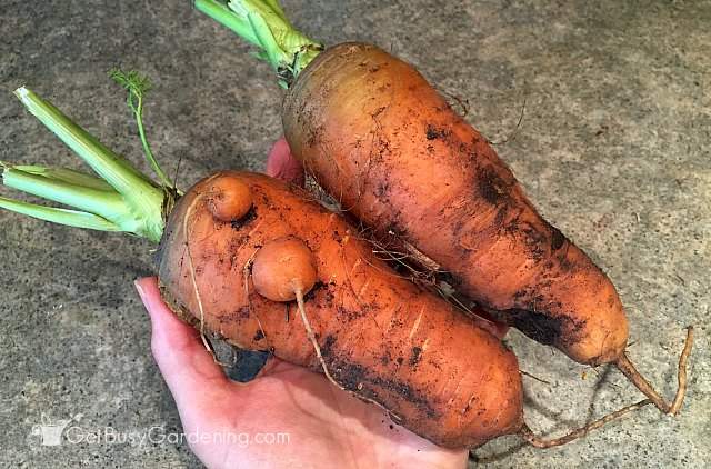 Harvesting carrots grown from seed