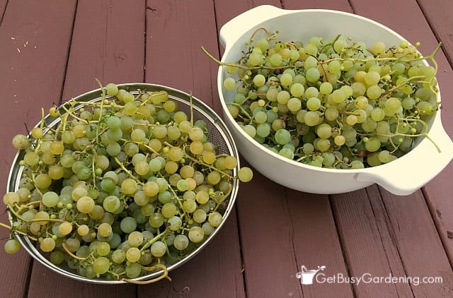 Bumper Crop Of Grapes