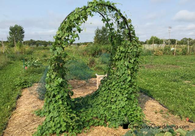 Cucamelons Growing On Squash Arch