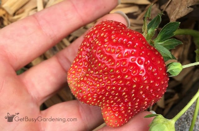 Giant Strawberries